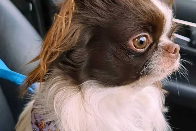 Chihuahua Long Coat