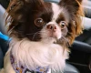 Chihuahua Long Coat