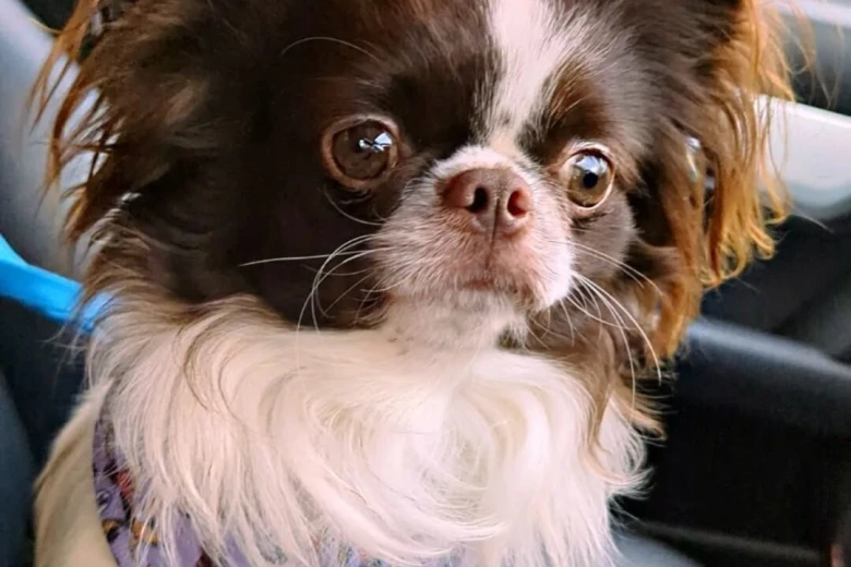 Chihuahua Long Coat