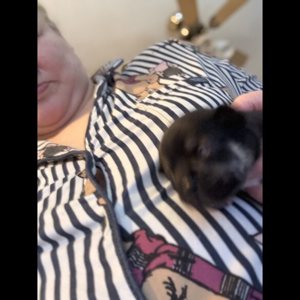 Chihuahua