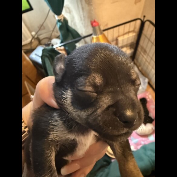 Chihuahua