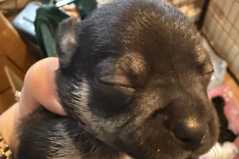 Chihuahua
