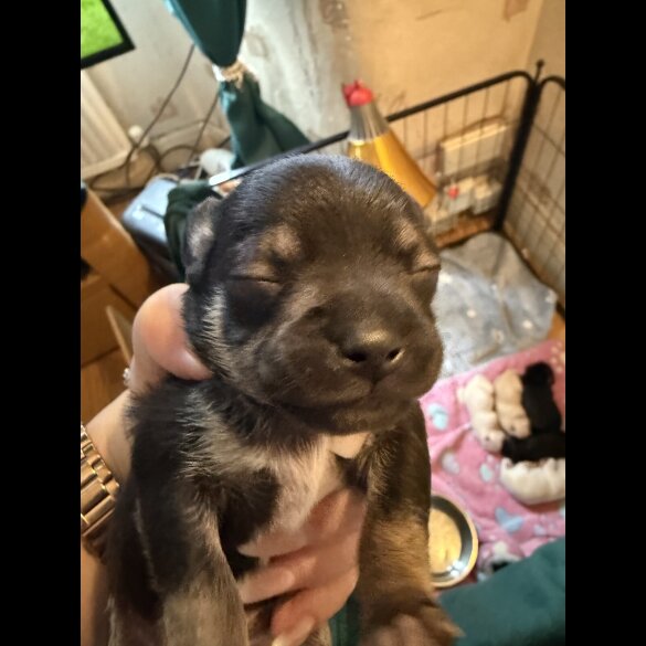 Chihuahua