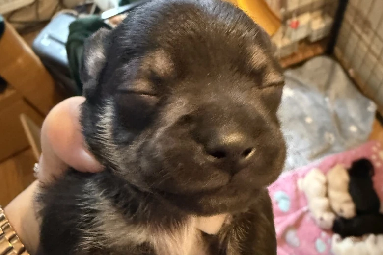 Chihuahua