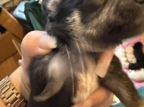 Chihuahua
