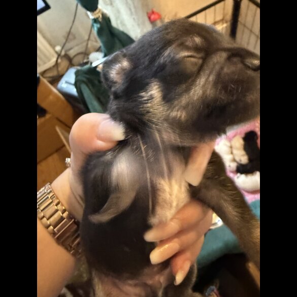 Chihuahua