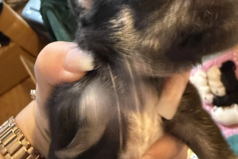 Chihuahua