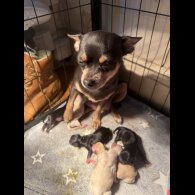 Chihuahua