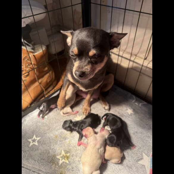 Chihuahua