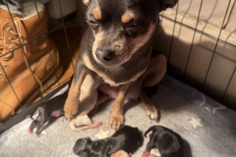 Chihuahua