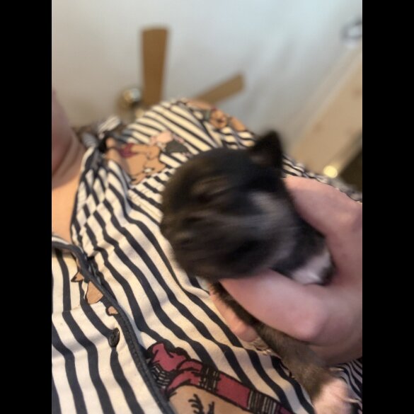 Chihuahua