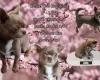 Chihuahua Smooth Coat