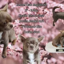 Chihuahua Smooth Coat