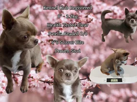 Chihuahua Smooth Coat