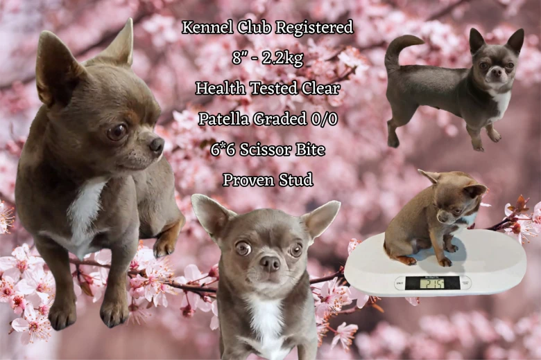 Chihuahua Smooth Coat