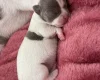 Chihuahua Smooth Coat