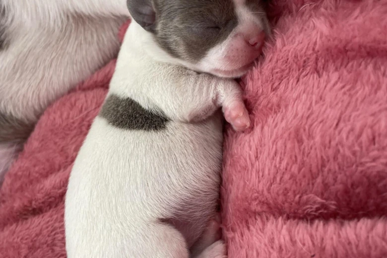 Chihuahua Smooth Coat