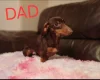 Dachshund (Miniature Smooth Haired)