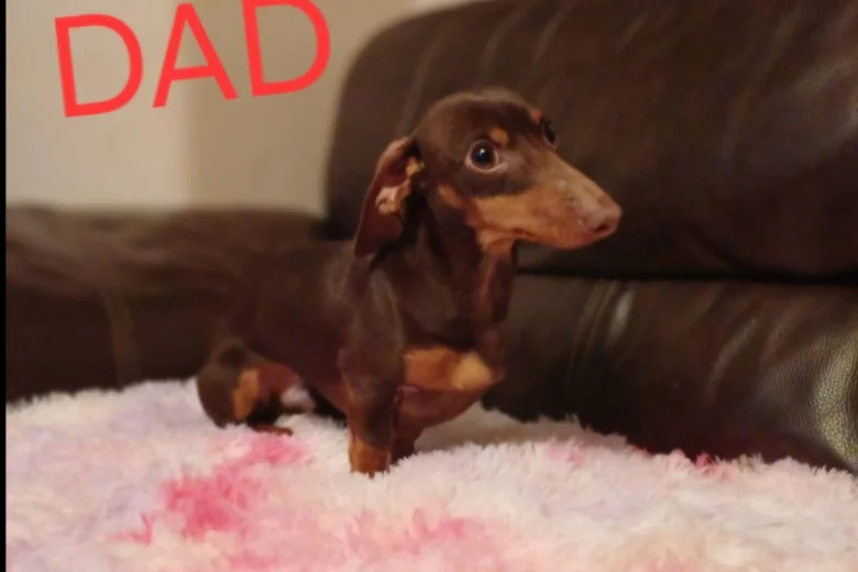 Dachshund (Miniature Smooth Haired)
