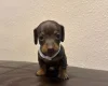 Dachshund (Miniature Smooth Haired)