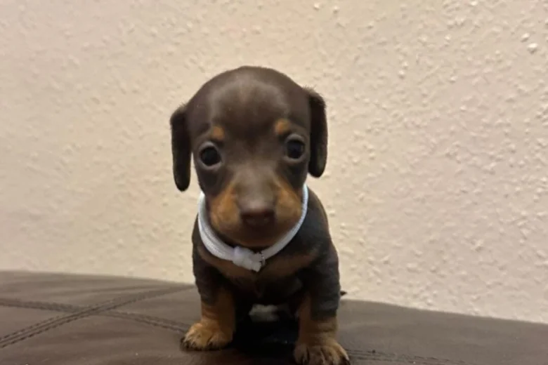 Dachshund (Miniature Smooth Haired)