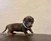 Dachshund (Miniature Smooth Haired)