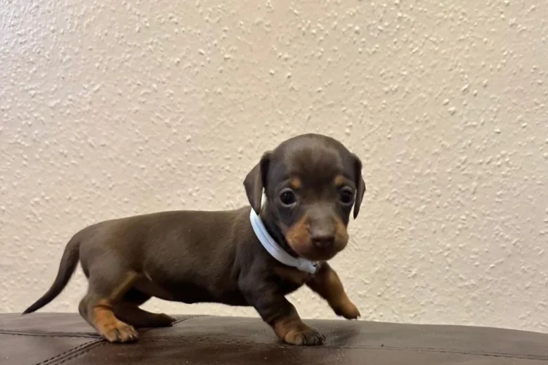 Dachshund (Miniature Smooth Haired)