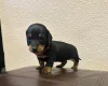 Dachshund (Miniature Smooth Haired)