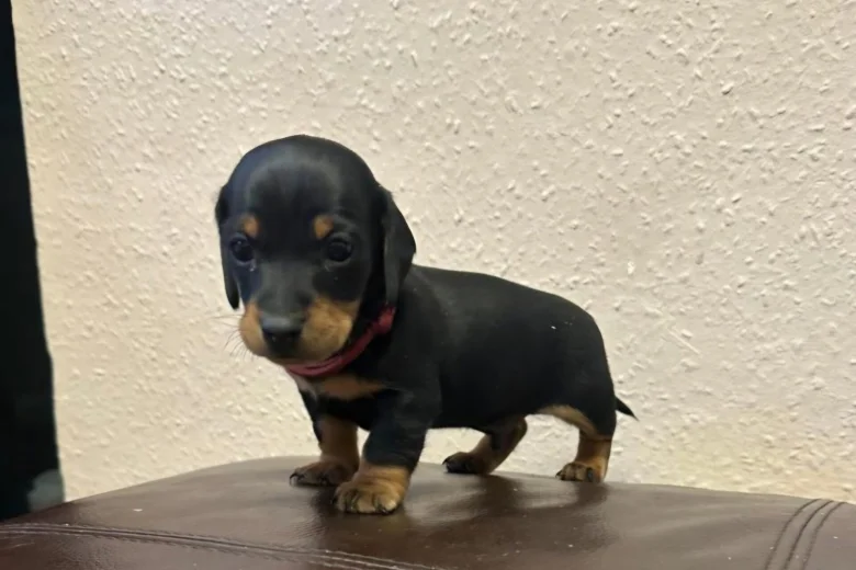 Dachshund (Miniature Smooth Haired)