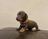 Dachshund (Miniature Smooth Haired)