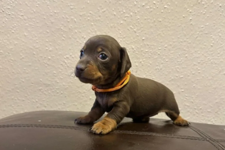Dachshund (Miniature Smooth Haired)