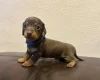 Dachshund (Miniature Smooth Haired)
