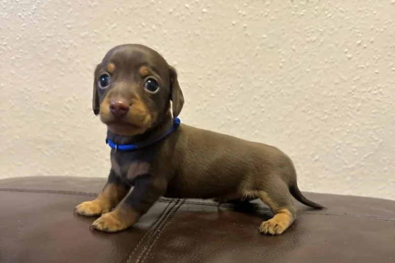 Dachshund (Miniature Smooth Haired)
