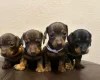 Dachshund (Miniature Smooth Haired)