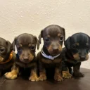 Dachshund (Miniature Smooth Haired)