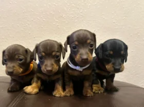 Dachshund (Miniature Smooth Haired)
