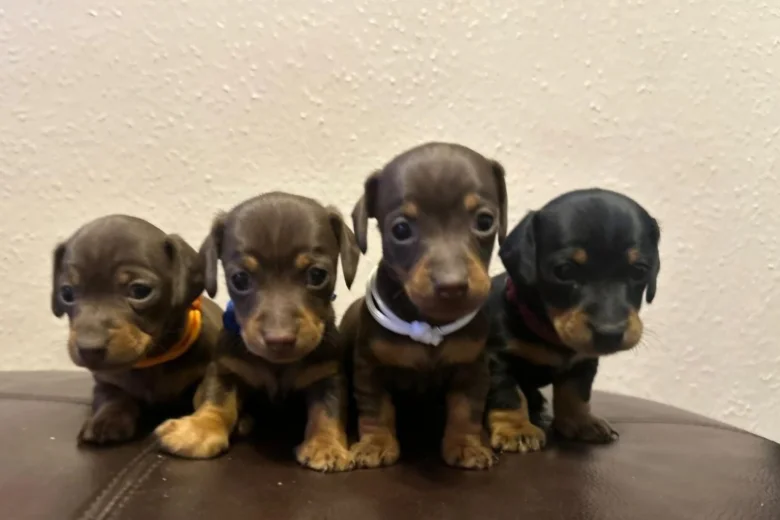 Dachshund (Miniature Smooth Haired)