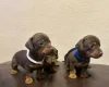 Dachshund (Miniature Smooth Haired)
