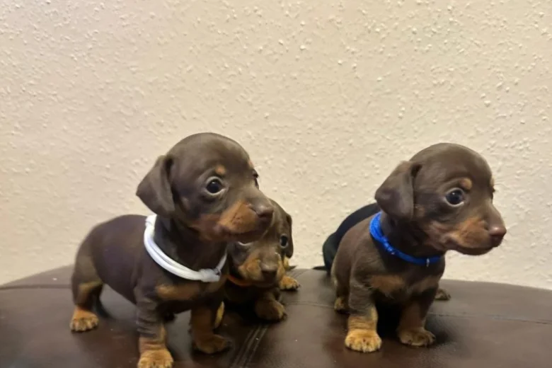 Dachshund (Miniature Smooth Haired)