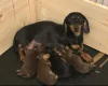 Dachshund (Miniature Smooth Haired)