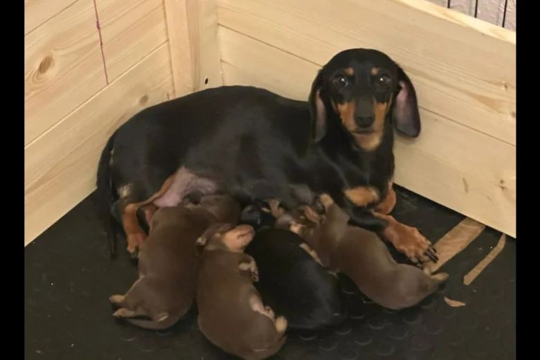 Dachshund (Miniature Smooth Haired)