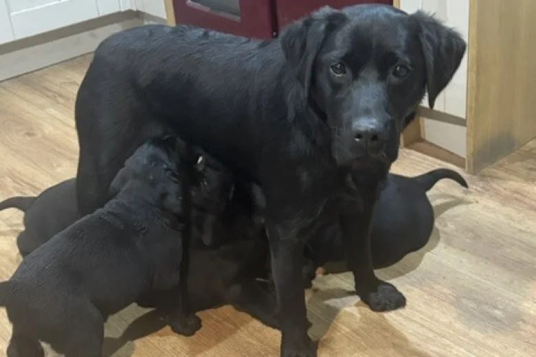 Labrador Retriever