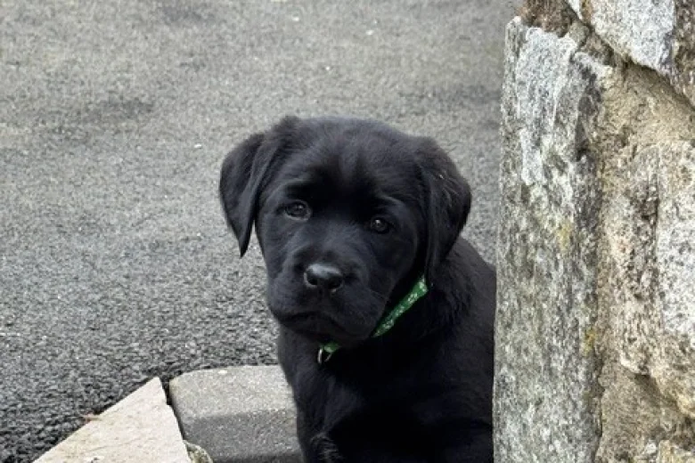Labrador Retriever
