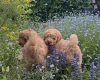 Cockapoo