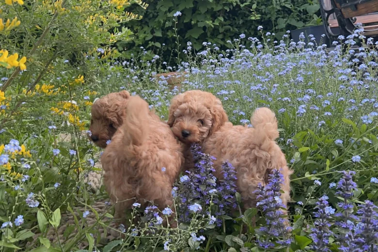 Cockapoo