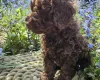 Cockapoo