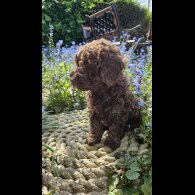 Cockapoo
