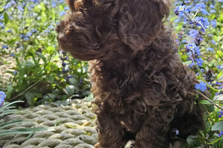 Cockapoo