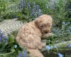 Cockapoo