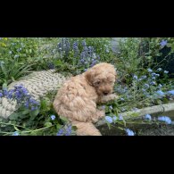 Cockapoo